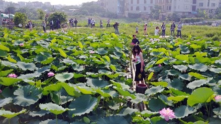 Chủ hồ sen mở dịch vụ thuê áo yếm, trang điểm thu bộn tiền - 2
Để có được bức ảnh cùng hoa sen đẹp, ấn tượng, việc tạo dáng cho các mẫu ảnh rất quan trọng. Các nhiếp ảnh gia phải kiên nhẫn, tỉ mỉ uốn chỉnh cách cầm hoa, nghiêng đầu, biểu cảm gương mặt...