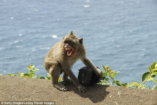 Du khách nên cẩn trọng với những chú khỉ “mafia” - 1 Du khách nên cẩn trọng với những chú khỉ “mafia” - 1