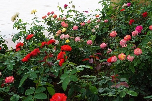 Chồng trích lương, chiều vợ xuất ngoại sưu tập 500 loài hoa hồng - 2 Chồng trích lương, chiều vợ xuất ngoại sưu tập 500 loài hoa hồng - 2