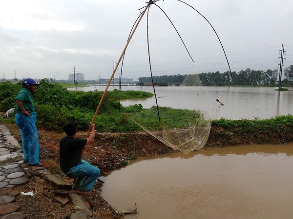 Hà Nội: Người dân rủ nhau bắt cá sau mưa bão - 2 Mỗi lần mưa lớn, khu vực này thường xuất hiện rất nhiều cá và các loại cá ở đây chủ yếu là cá rô phi.