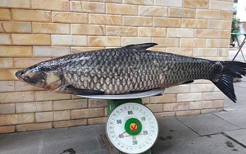 Cá trắm đen khổng lồ hiếm có: Mỗi lần xuất hiện gây xôn xao - 2
Con cá khủng nặng 41kg.