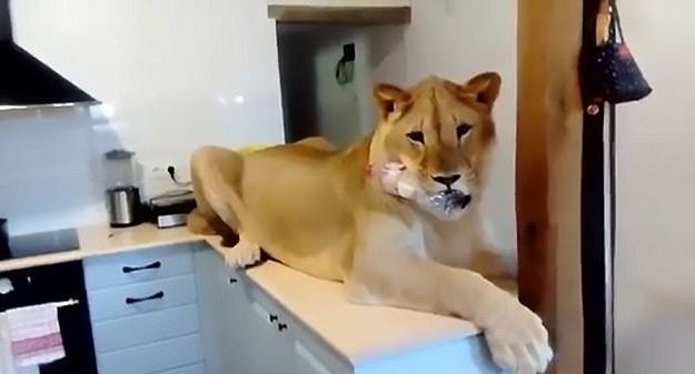 Nuôi sư tử trong nhà, cặp vợ chồng khiến dân mạng rợn tóc gáy - 1 Simba điềm nhiên nằm trên bàn bếp gặm chai nhựa