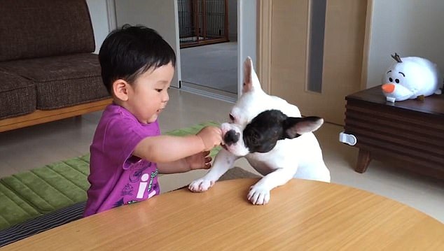 Đáng yêu khoảnh khắc bé 1 tuổi òa khóc vì bị cún cưng giành bánh - 1 Kanato bị Baloo tranh mất bánh gạo trên tay