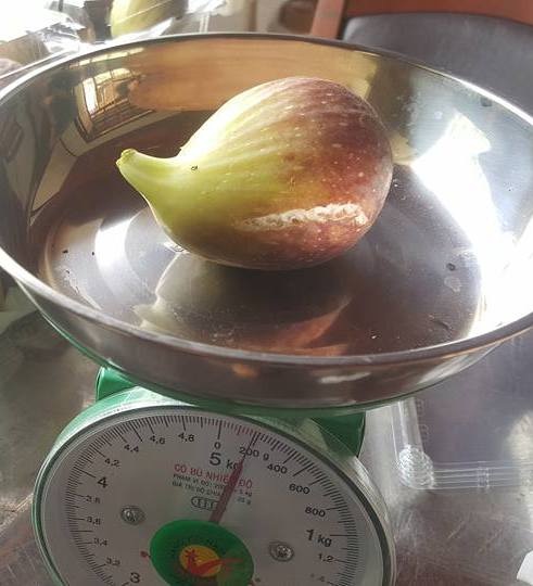 Quả sung to như trứng vịt, giá "cắt cổ" vẫn hút khách mua - 2
Loại sung này quả khá to, có quả nặng gần 2 lạng.