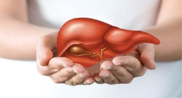 Những điểm cộng khi giải độc gan bằng thảo dược - 1 Gan là bộ phận quan trọng giúp cơ thể thải độc