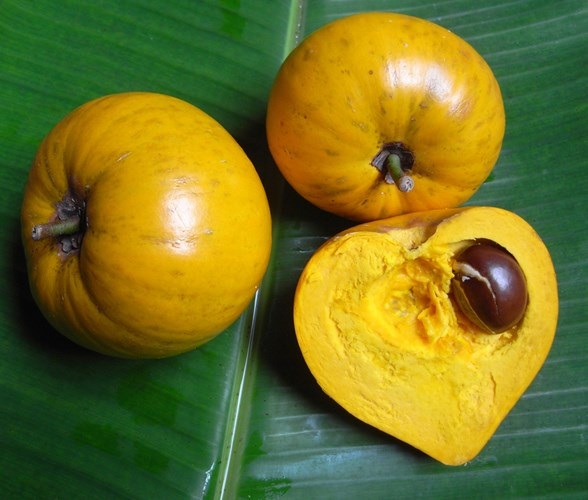 Người Việt chê trứng gà (lê ki ma) chín rụng không ăn còn trên Amazon rao bán tiền triệu - 2 Tại Việt Nam, quả trứng gà (lê ki ma) lại để rụng và được nhiêu người cho rằng, không có giá trị kinh tế - Ảnh Người nhà quê.