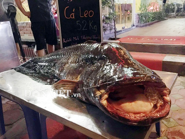 Cá leo 'khủng' nặng 52kg, dài bằng người lớn tiền triệu/kg ở Thủ đô - 2 Cá leo 'khủng' nặng 52kg, dài bằng người lớn tiền triệu/kg ở Thủ đô - 2