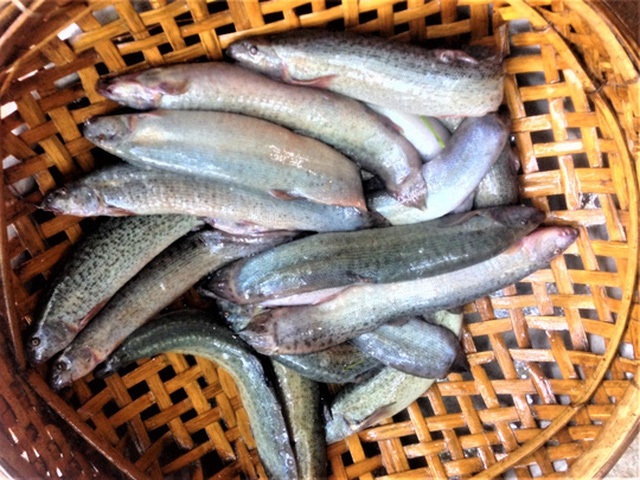 Những đặc sản được ví như “thần dược” chốn phòng the ở Việt Nam - 1 Cá chạch, đặc sản trứ danh được ví như thần dược chốn phòng the. Ảnh: Người Lao Động
