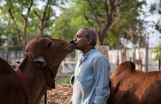 Vijay yêu bò hơn tất thảy mọi thứ