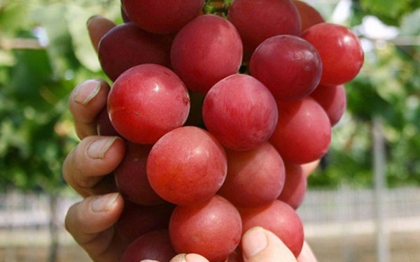 Bong bóng cá sủ vàng 1 tỷ đồng/kg: Đại gia đặt tiền, chờ cả năm trời - 2
Dù giá rất cao nhưng Ruby Roman luôn trong tình trạng cung không đủ cầu.