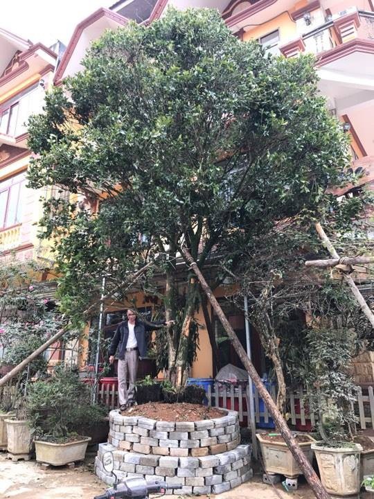 Đại gia cõng bao tải tiền, đổi ô tô tiền tỷ mua 4 cây mộc hương trăm tuổi - 2
Trong 4 cây mộc hương ông mua được, hiện có một cây ông trồng trước cửa nhà