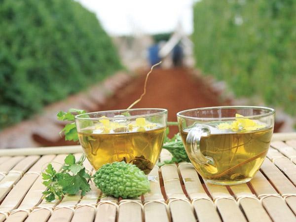 Có nên uống trà khổ qua rừng hàng ngày Có nên uống trà khổ qua rừng hàng ngày
