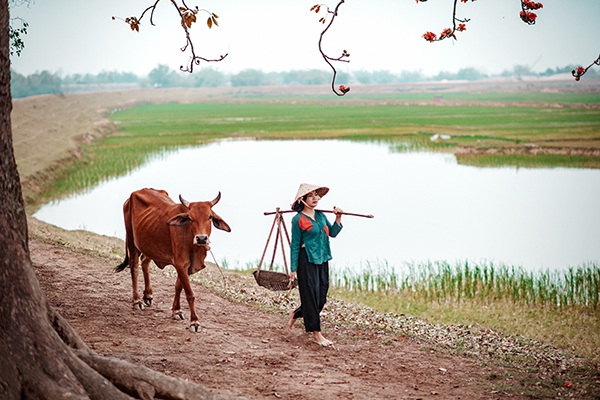 Hình ảnh quen thuộc của làng quê nhiều năm về trước