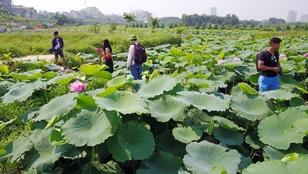Chủ hồ sen mở dịch vụ thuê áo yếm, trang điểm thu bộn tiền - 11
Theo những chủ hồ sen như Tân Xuân, Xuân Đỉnh... thì vào những ngày cuối tuần du khách đổ về đây chụp hình vào dịp sen đầu mùa khá đông, mỗi ngày nguồn thu từ cho thuê chụp ảnh có thể lên đến vài triệu đồng.
