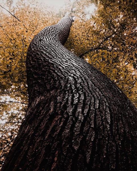 Không thể tin rằng đây là những bức ảnh chụp từ điện thoại - 10 Không thể tin rằng đây là những bức ảnh chụp từ điện thoại - 10