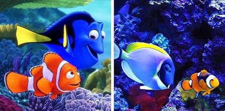 Cặp đôi Marlin và Dory trong “Đi tìm Nemo” nếu bơi ra ngoài đại dương thực sự thì sẽ mang dáng vẻ thế này