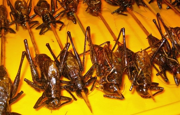 Những món ăn sởn tóc gáy ở chợ đêm Bắc Kinh - 11 Những món ăn sởn tóc gáy ở chợ đêm Bắc Kinh - 11