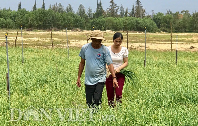Tỏi Lý Sơn vào bờ, trồng 2 sào lãi 30 triệu đồng - 4 Bà Hiệu, cán bộ phòng nông nghiệp Bình Sơn cùng ông Là kiểm tra ruộng tỏi trồng.