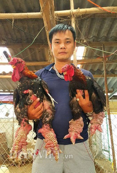 Chăm gà “chân voi” kiếm 1,6 tỷ mỗi năm - 4 Anh Dũng khoe cặp gà Đông Tảo quý hiếm của gia đình.