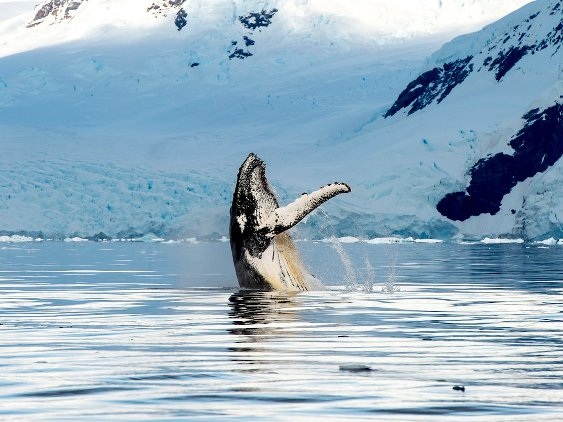 20 bức ảnh quyến rũ bạn đến Alaska - 11 20 bức ảnh quyến rũ bạn đến Alaska - 11
