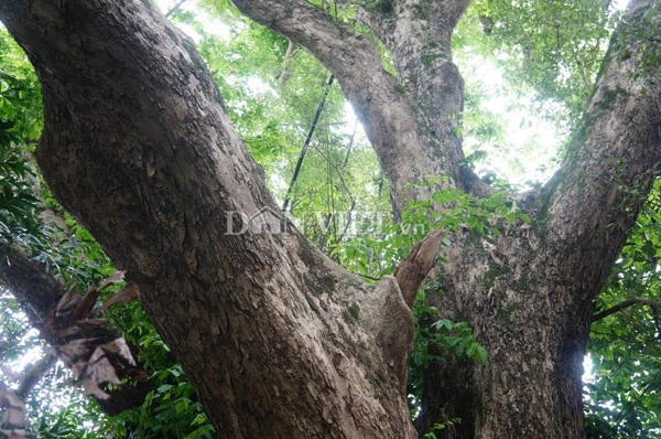 Ngỡ ngàng cây sưa 300 tuổi hàng chục người ôm không xuể - 4