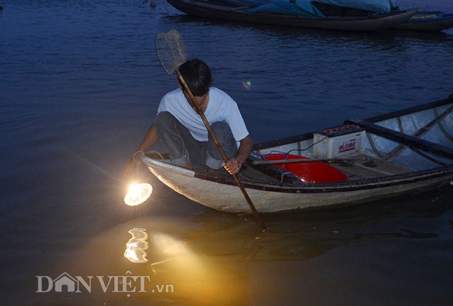 Xuyên đêm “săn” cua biển giống, “đút túi” tiền triệu mỗi người - 4 Để bắt được cua, đòi hỏi người đi “săn phải rọi đèn và quan sát kĩ mới phát hiện cua giống.