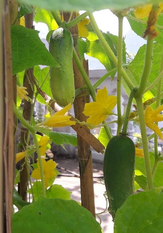 "Siêu nông dân ruộng bê tông": 35m2 sân thượng thu 2 tạ nho - 12 "Siêu nông dân ruộng bê tông": 35m2 sân thượng thu 2 tạ nho - 12