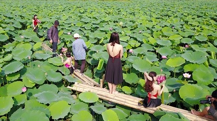 Chủ hồ sen mở dịch vụ thuê áo yếm, trang điểm thu bộn tiền - 12
Nhiều bạn trẻ không ngần ngại phơi nắng cả tấm lưng mình khi quyết định chọn áo yếm chụp ảnh vào những ngày nắng nóng như thế này.