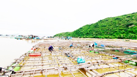 Nghề "chăm con mọn" ở đầm Nha Phu thu bạc triệu - 4 Diện tích bè nuôi trai của gia đình anh Tuấn rộng hơn 3.000m2