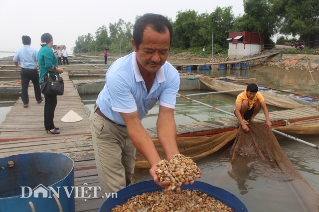 Chơi sang cho cá chép ăn đậu Úc, nông dân Thái Bình thu tiền tỷ - 4 Chơi sang cho cá chép ăn đậu Úc, nông dân Thái Bình thu tiền tỷ - 4