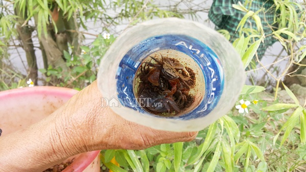 Dùng chai nhựa thải bẫy cáy, nông dân Cố đô kiếm 1 triệu đồng/ngày - 4 Dùng chai nhựa thải bẫy cáy, nông dân Cố đô kiếm 1 triệu đồng/ngày - 4
