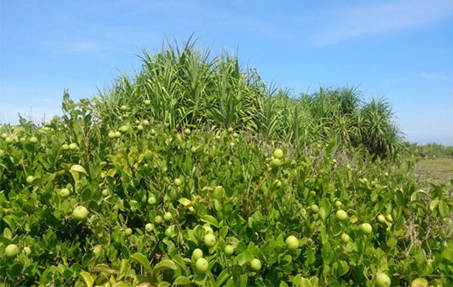 Quảng Ngãi: Ngỡ ngàng rừng cam đường dại trĩu quả trên đảo Bé - 4 Có nơi mọc xen với các loại cây, bụi hoang khác (ảnh facebook Cao Ngọc Cảnh)