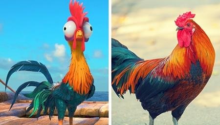 Còn đây chính là gà HeiHei trong “Moana” phiên bản đời thực