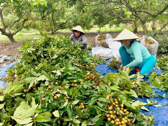 Thương lái không chọn trái cây VietGAP, thực sự họ mua gì? - 4
Nhà vườn ở Vĩnh Long thu hoạch nhãn tiêu da bò. Ảnh: I.T