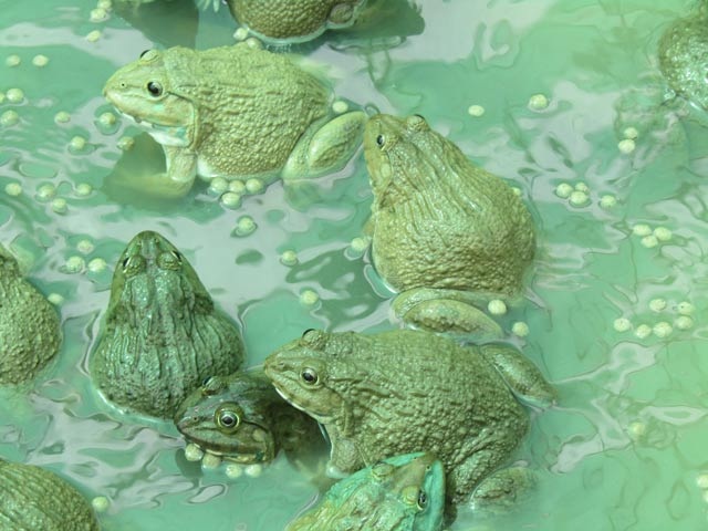 Lạ mà hay: Cho ếch ngồi trên, cá trê bơi ở dưới, 3 tháng lãi 35 triệu đồng - 4 Theo anh Trạng, với cách nuôi kép ếch và cá trê lai vàng, nông dân có thể tối đa lợi nhuận. Ảnh: Phan Thị Anh Thư.
