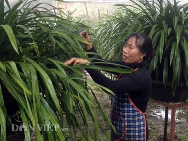 Khổ công trồng hoa "giấc mộng vua Trần”, lãi hơn 200 triệu/năm - 2 Theo bà Lại Thị Nga, địa lan Trần mộng rất đỏng đảnh như người thiếu nữ kiêu kì