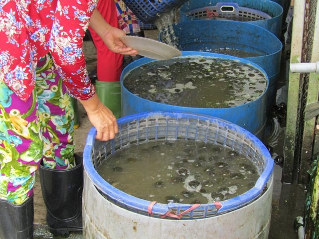 Đưa ốc bươu đi tàu bay, kiếm cả triệu/ngày - 4 Ốc bươu được thu gom và đưa vào làm sạch.