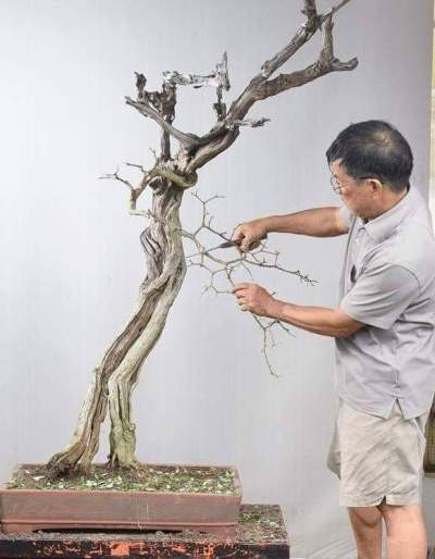 Cận cảnh: Lão nông Sài Gòn phù phép gốc "củi" thành cây cảnh nửa tỷ - 4
Khúc “củi” linh sam núi này, ông Thắng “đổ” mua với giá 20 triệu đồng. Khúc “củi” này lộ rõ phần lõi cây sần sùi chỉ còn một mạch sống từ lớp da cây còn sót lại.