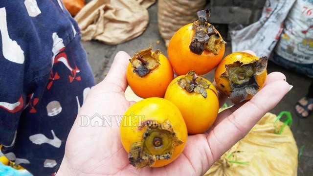 Về xứ sở hồng không hạt cổ thụ, người dân thu 8 tỷ đồng mỗi vụ - 4 Những quả hồng không hạt còn tươi rói, vàng ươm, vị ngọt dịu, giòn, thơm, nhiều đường cát, giàu dinh dưỡng, không sử dụng hóa chất bảo quản. Ảnh: Lê Tập