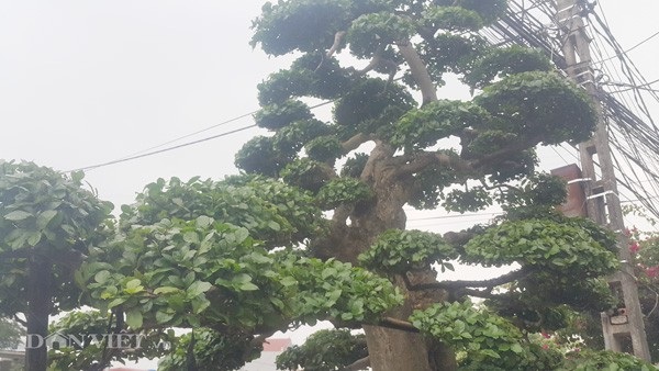 Duối kiểng cổ thụ 'tình phụ tử' hơn 120 tuổi giá tiền tỷ ở Ninh Bình - 4 Các tán trên cây kiểng này được ông Được chăm sóc, tỉa tán rất đẹp mắt.