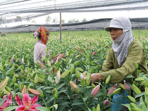 Hà Nội: Hoa ly nở đỏ đồng, bán giá "bèo" 4.000 đồng/cành - 7 Hà Nội: Hoa ly nở đỏ đồng, bán giá "bèo" 4.000 đồng/cành - 7