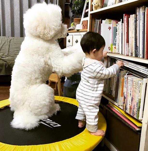 Tình bạn của bé 14 tháng tuổi và người bạn 4 chân khiến ai nhìn cũng thích mê - 12 Cùng bám vào giá sách, Mame và Riku giống nhau đến lạ