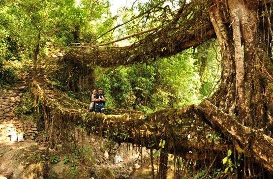 Đến thăm những khu rừng đẹp như thần tiên - 13 Đến thăm những khu rừng đẹp như thần tiên - 13