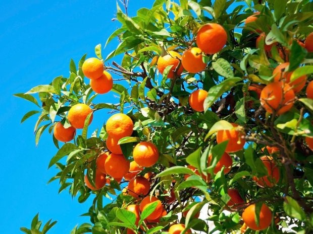 Những bức ảnh chứng minh Seville, Tây Ban Nha là nơi đáng đến nhất năm 2018 - 13 Những bức ảnh chứng minh Seville, Tây Ban Nha là nơi đáng đến nhất năm 2018 - 13