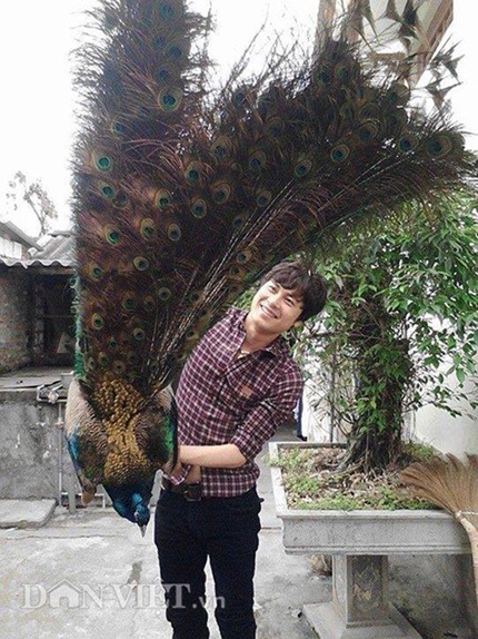 Kỳ dị nghề luyện công múa - 5 Anh Quỳnh bên chú chim công xanh quý hiếm tại trang trại của gia đình.