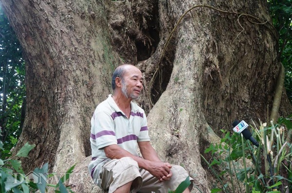 Ngỡ ngàng cây sưa 300 tuổi hàng chục người ôm không xuể - 5