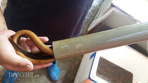 Kiếm cả triệu đồng mỗi ngày giữa mùa nắng nóng nhờ bẫy con da trơn - 5 Sản phẩm sau một ngày đặt bẫy của anh Tuấn là các ống đầy ắp lươn to, đẹp.