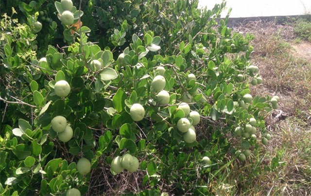 Quảng Ngãi: Ngỡ ngàng rừng cam đường dại trĩu quả trên đảo Bé - 5 Quảng Ngãi: Ngỡ ngàng rừng cam đường dại trĩu quả trên đảo Bé - 5