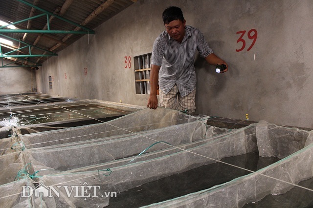 “Bắt” cá bống bớp đẻ theo ý muốn, tưởng gàn mà kiếm 5 tỷ đồng/năm - 5 Khu nuôi cá bống bớp bố mẹ được chăm sóc cẩn thận, có đánh thứ tự từng ô.