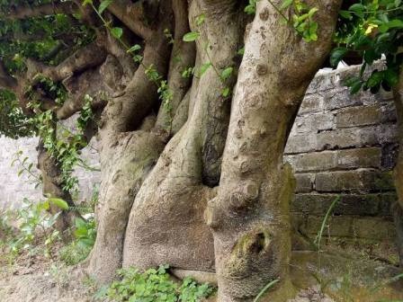 "Cụ" duối gần 300 tuổi giá 1,2 tỷ “ăn đứt” xe Camry có gì đặc biệt? - 5
Anh thẳng thắn chia sẻ, tính anh là thế, đã ưng cái gì, đã quyết là làm, mặc dù việc này cũng đã có lúc khiến anh tuột mất tay ngót nửa tỷ đồng.